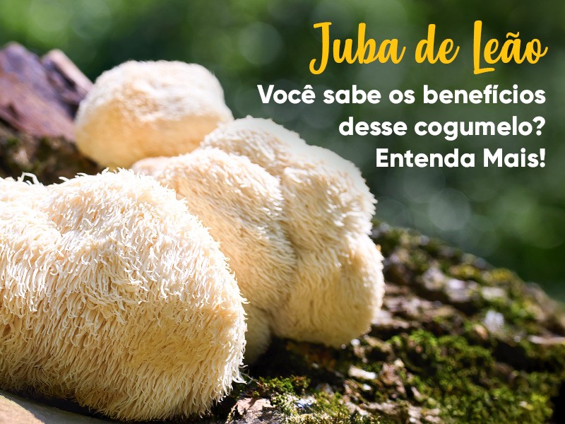 O que voc� sabe sobre benef�cios do cogumelo Juba de Le�o? Entenda mais sobre os compostos do extrato!